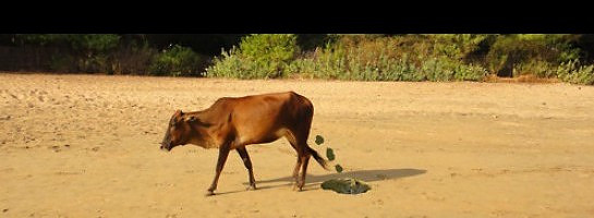 Cattle Vaccination is Just the Start