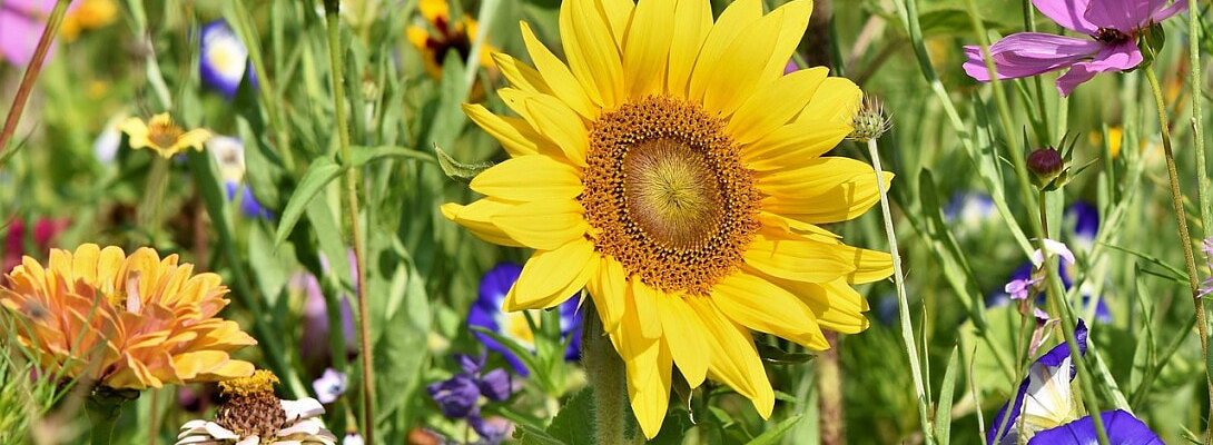 ???? From Seeds to Success: Growing Your Affiliate Journey One Day at a Time