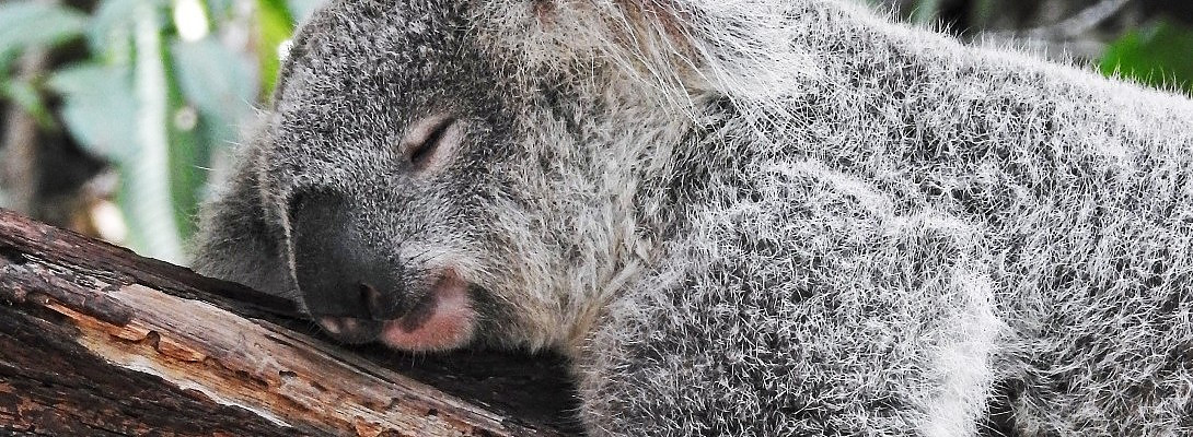 The Heat is on in Oz