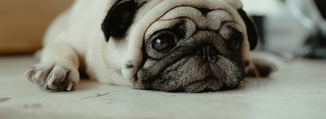 WA Promotional Website - Progress Report - Month 3