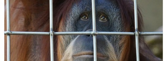 Mailchimp free account disabled and reinstated