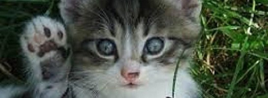 Hi everyone! Remember me?