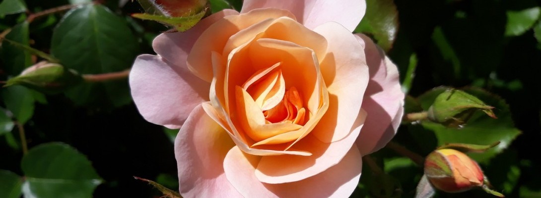 Hello All! Thank you for the well wishes, wonderful Wealthy Affiliate Pals!