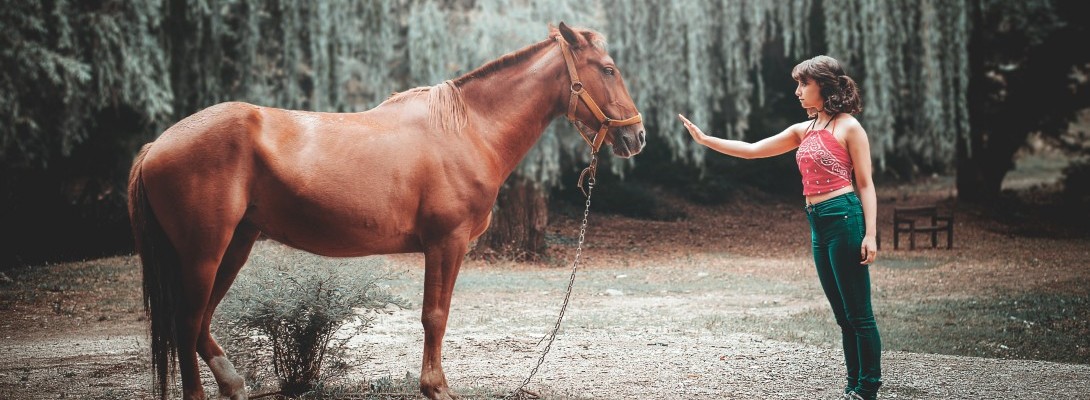 Get Back on that Horse