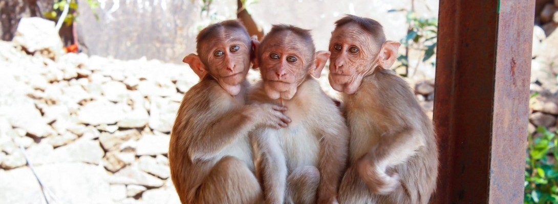 What's New in the Zoo?