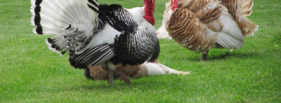 Happy Thanksgiving, WA Family!