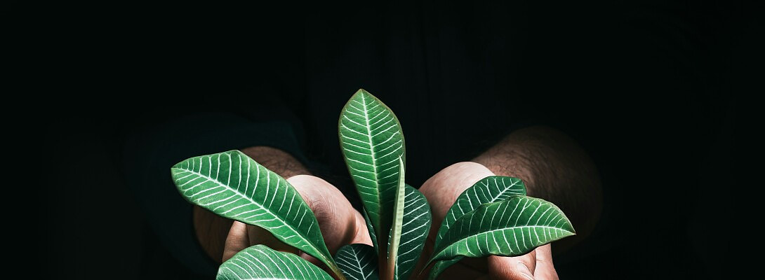 A Successful Meeting With A Reputable Investor and Mentor; Sustainomics