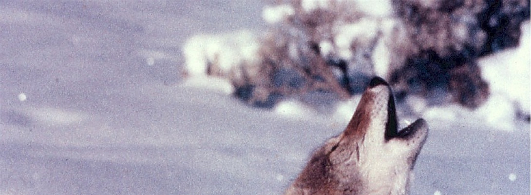 Howling in Gratitude to Our Health Care Workers