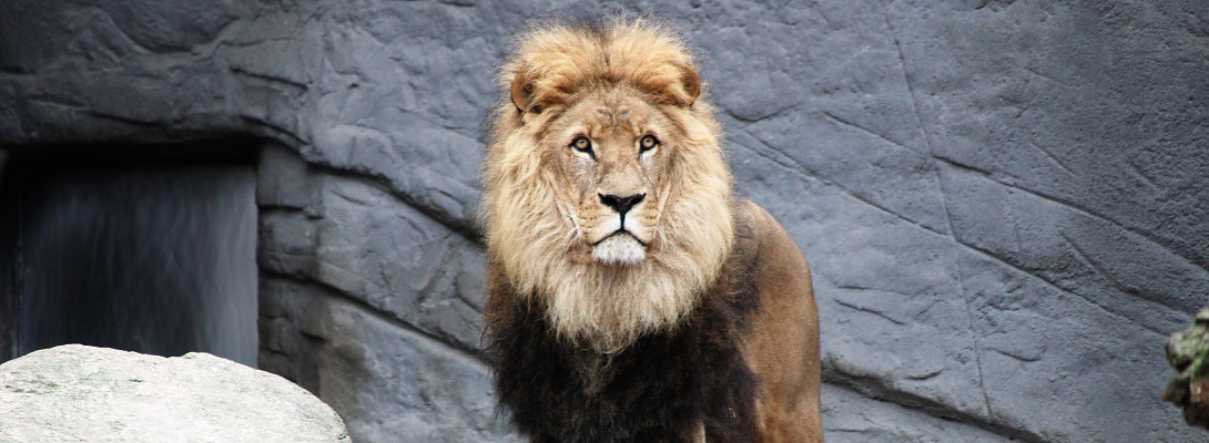 The lion and the rat