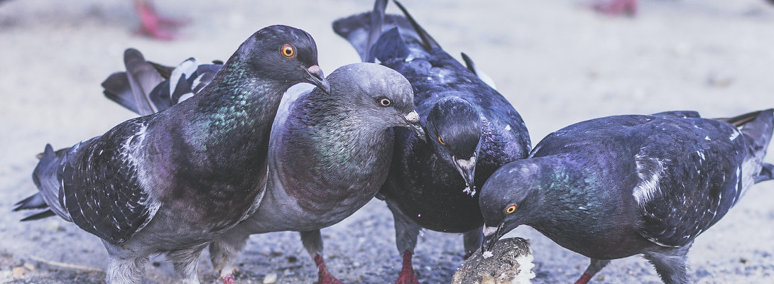 Pesky Pigeons Persist