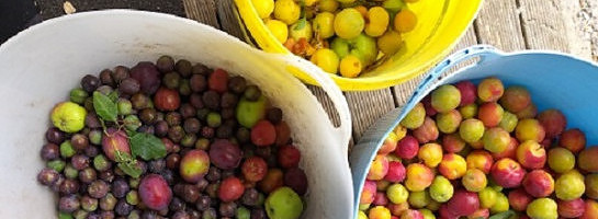 Harvest Time - Low Hanging Fruit