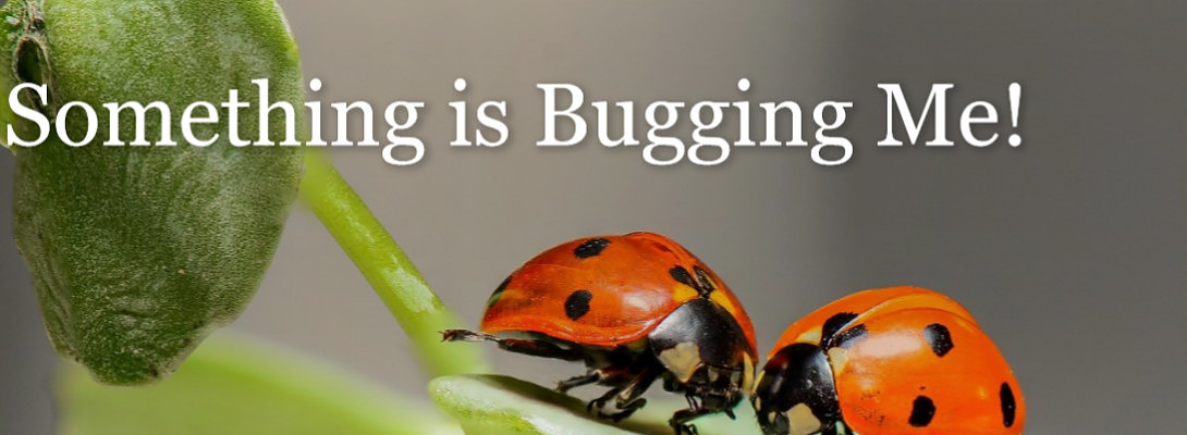 What's Bugging You?