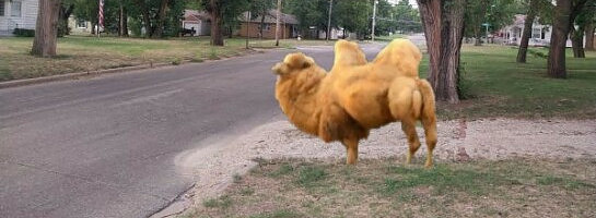 Tuesday Triumphant Toils!