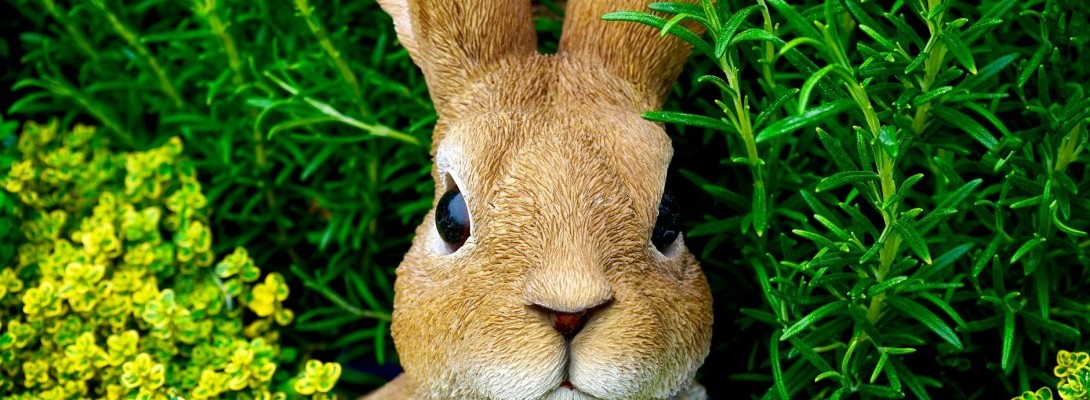 The Bunny Rabbit and Eggs?