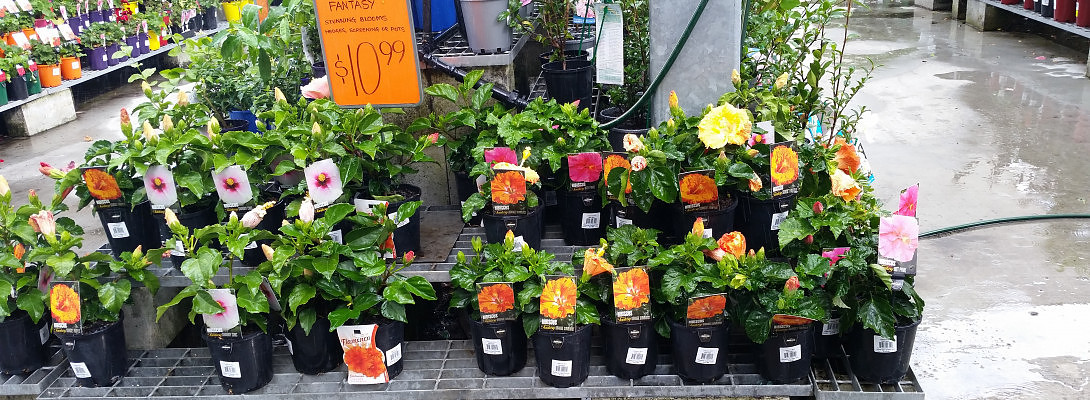 Discounts! Discounts!