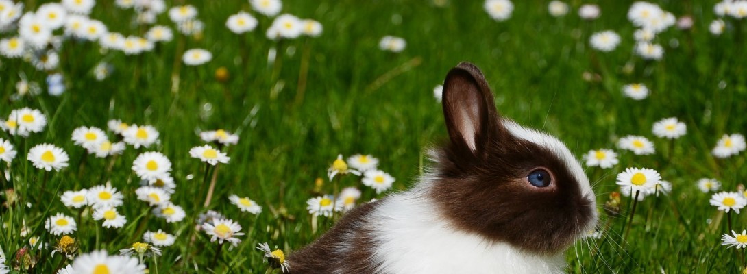 Easter frenzy . Happy Easter and May we all be renewed, mentally and perpetually:)