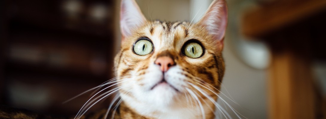 Week 9 at Wealthy Affiliate - I did a Scary Thing!