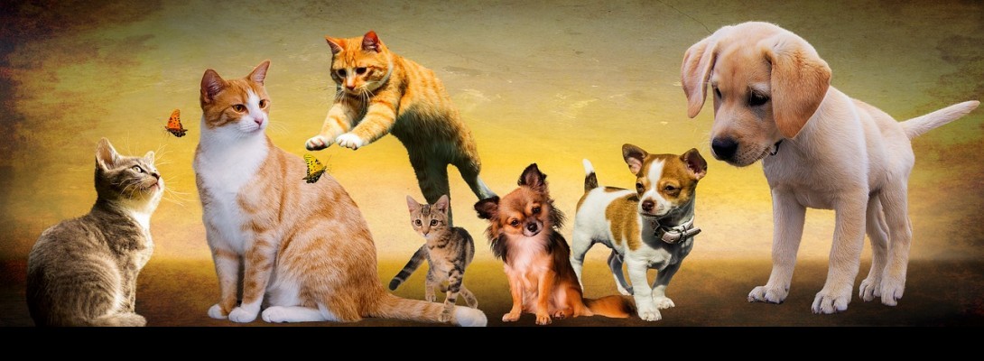 Do your Pet Stores sell Animals?