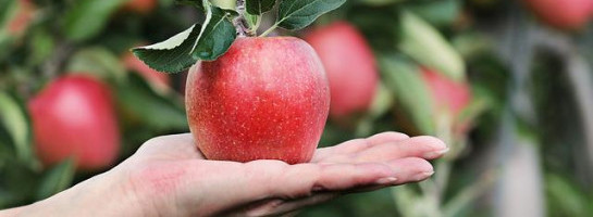 4 Years at Wealthy Affiliate: The Harvest Begins