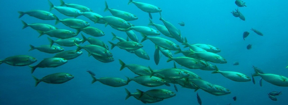 A "food for thought" question