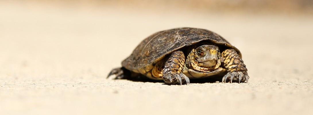 Anyone Else Feel Like A Tortoise ?