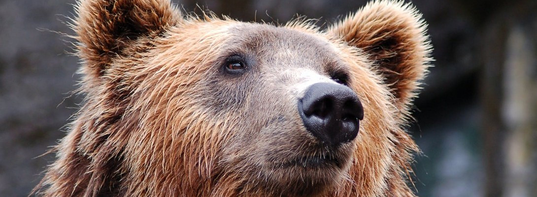 Bear adventure and my random thoughts.