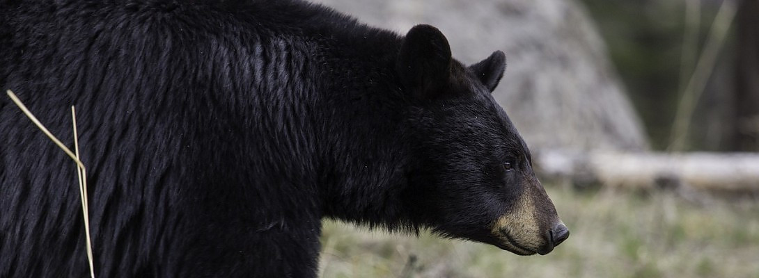 Black Bears in South Carolina