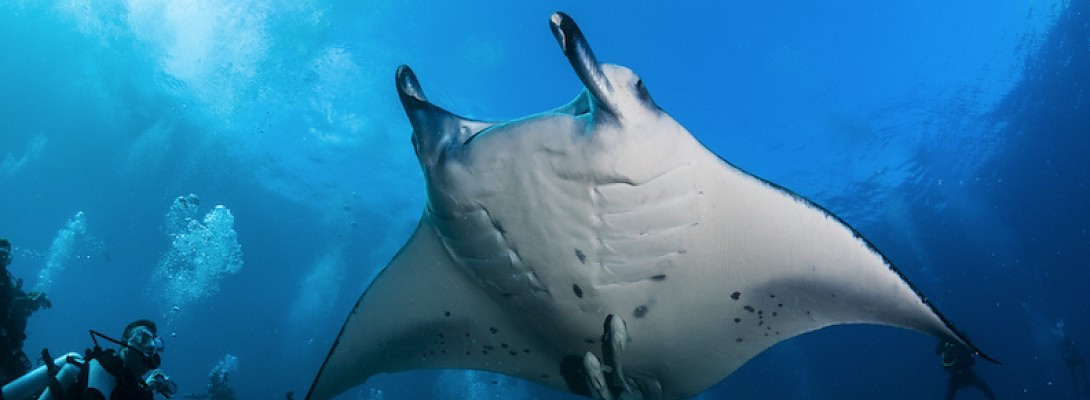 Wealthy Affiliate, Ecuador, and Manta Rays, what do they have in common?.Us!