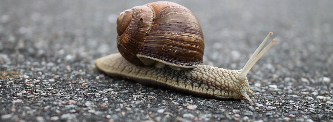 The Only Way to Test a Wordpress Theme's Speed BEFORE Downloading It.