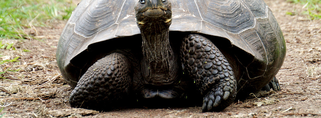 I might be moving slow, but I'm still moving!