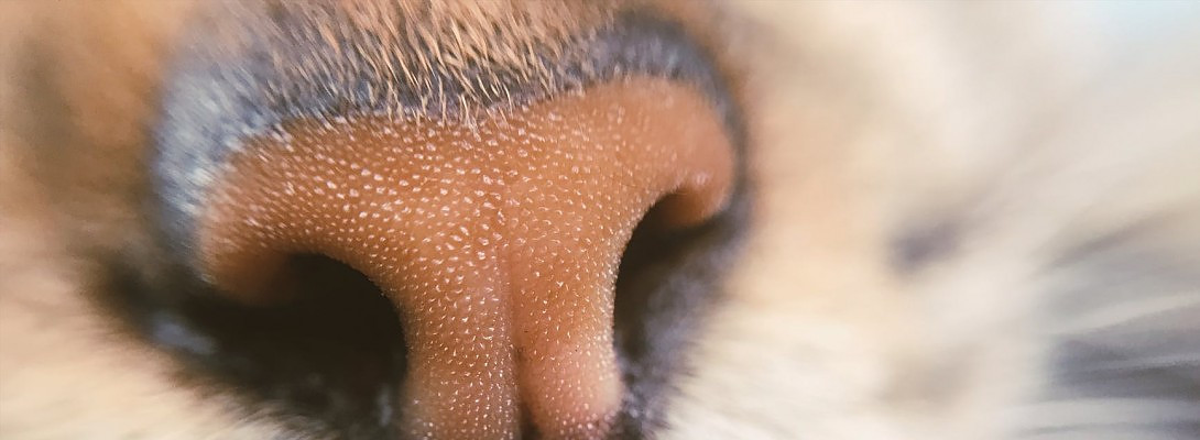 A snotty nose does not a clear head make