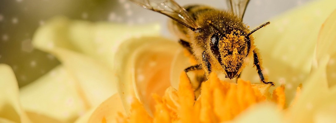 Once a worker bee, always a worker bee?