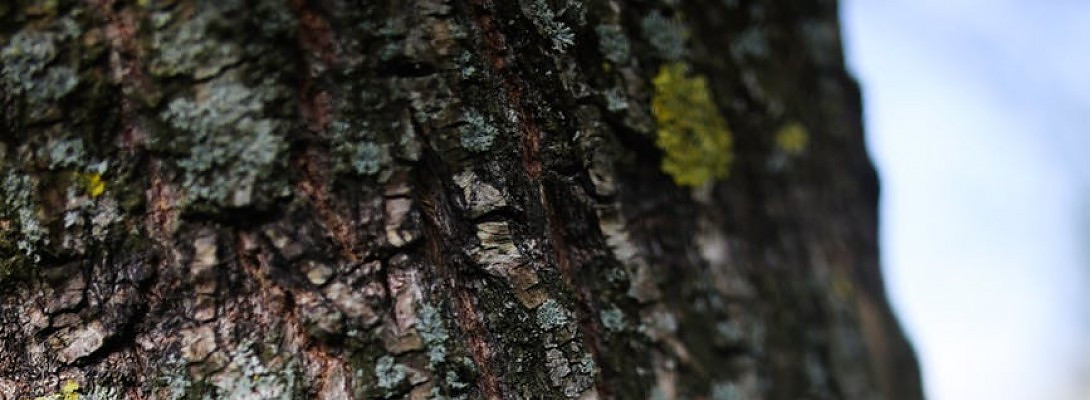 Laying The foundation