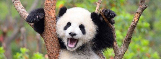 5 Mega Important Factors When Building Your Website #ClickBait