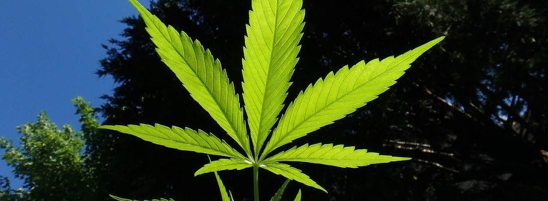 Pass that Joint, Man!