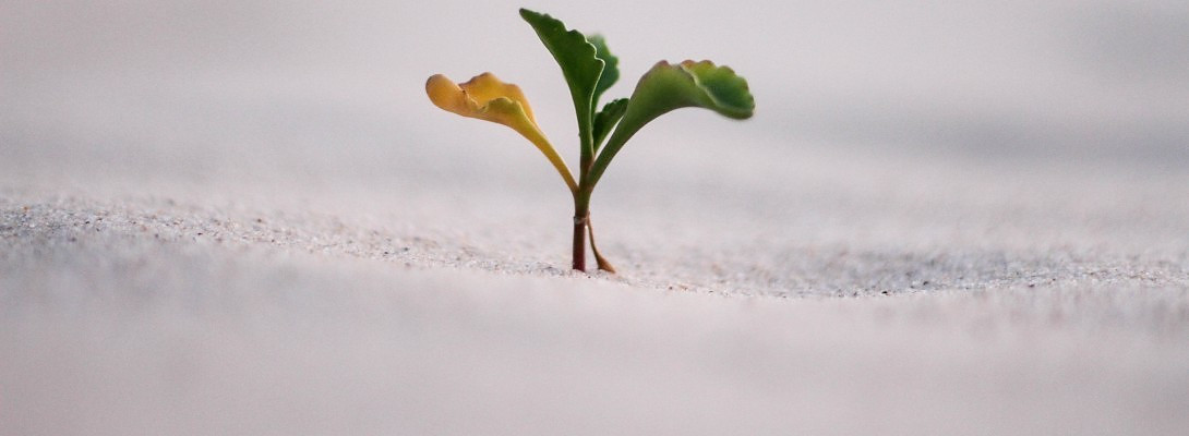 Lol I sat back for 4 days and watched it grow