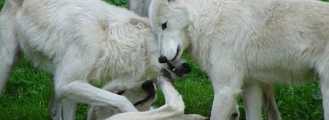 Learning to Be A Social Creature Without Time