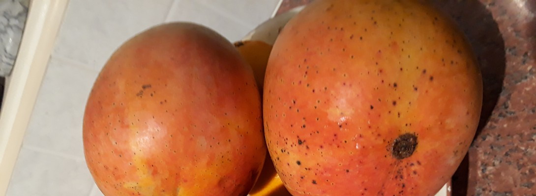 The life of the sensible soul