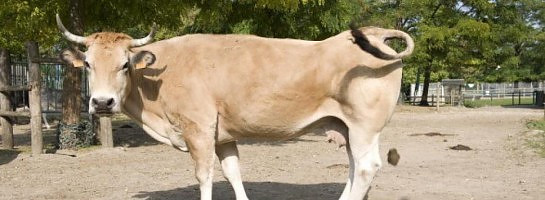 Get Wild and Crazy with Overseas Escrow Defenestration