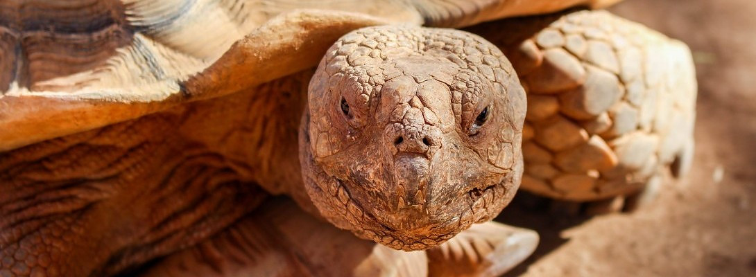 Wisdom and Encouragement from A Turtle