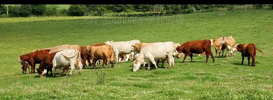 Web Site Over-Run by Thundering Herds