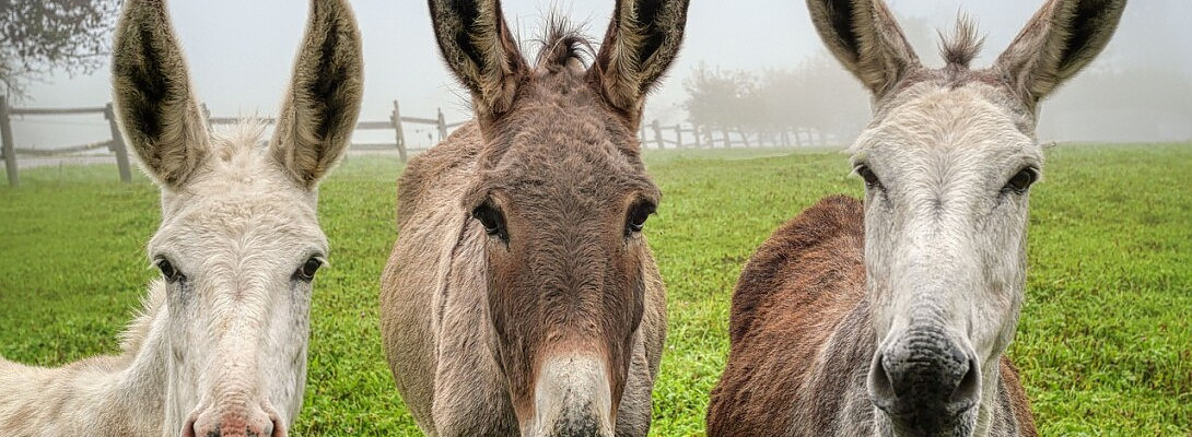 Stubbornness Is Just Another Word For Persistence