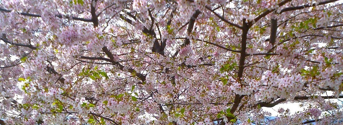 My SEO ? or Low Hanging fruit !