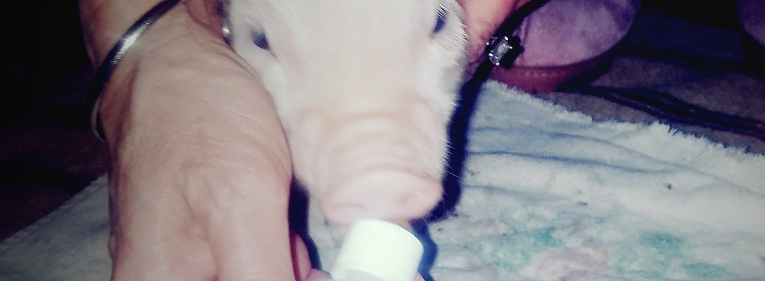Happiness Is.a pig named "Kevin"