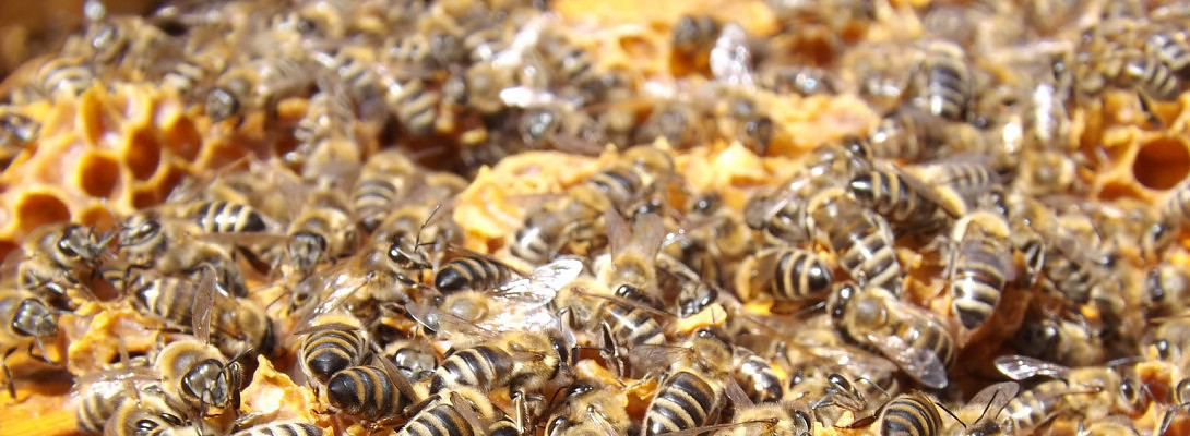 BEEn Busy with FB ads, social posting and more blog posting