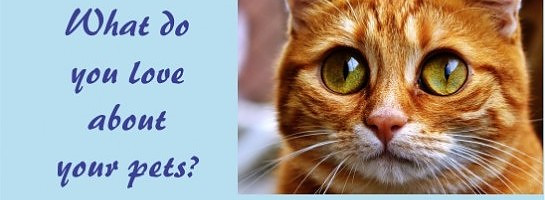 What do you love about your pets?