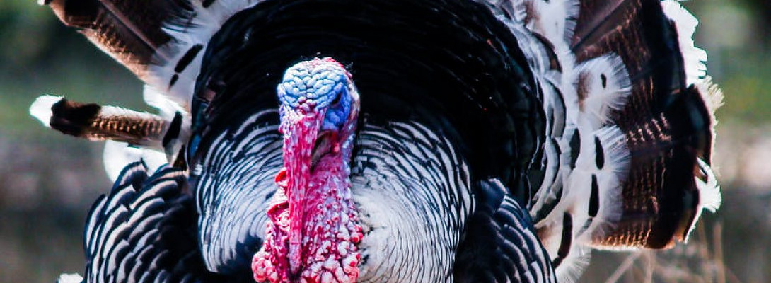 3 Reasons To Gobble Up WA's Black Friday Deal