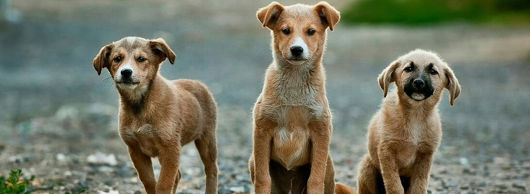 Strive to Be As Good As Your Dog