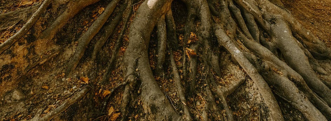 Twenty-Fifth Month of WA - Returning To My Roots?