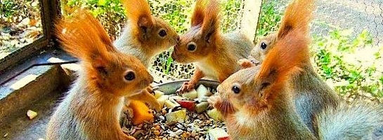Squirrel Council Meeting